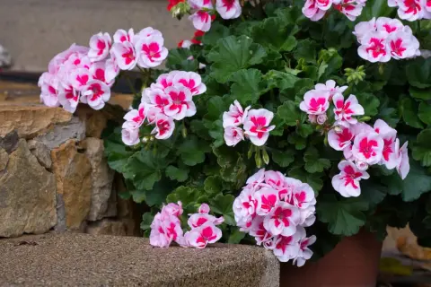 Piękne pelargonie w odcieniach różu i bieli, kwitnące bujnie. Idealna ziemia do pelargonii zapewni im taki wzrost.