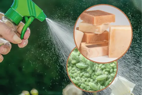 Domowy preparat na mszyce z mydła w sprayu. Zwalczanie zielonych mszyc na roślinach.