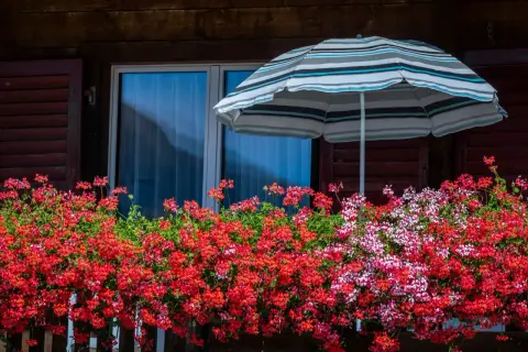 Balkon ozdobiony kwitnącymi pelargoniami w odcieniach czerwieni i różu, pod kolorowym parasolem.