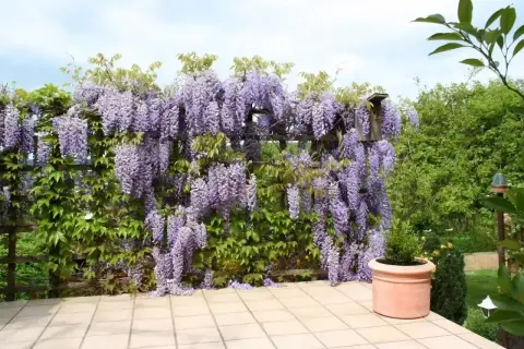 Wspaniała wisteria w donicy tworzy fioletowy wodospad na drewnianej pergoli.