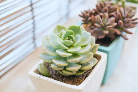 Echeveria: jak dbać o te piękne sukulenty? Jasne, słoneczne stanowisko i umiarkowane podlewanie to klucz do sukcesu.