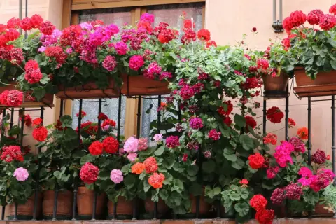 Balkon pełen kwitnących pelargonii w odcieniach różu i czerwieni. Kwiaty na balkon tworzą barwną kaskadę, ozdabiając fasadę budynku.