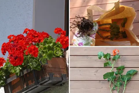 Jak przezimować pelargonie w kartonie: przygotowanie sadzonek, korzenie w torbie, pędy na desce.
