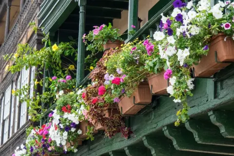Kolorowe kwiaty w skrzynkach na zielonym balkonie. Idealne jakie kwiaty na balkon w kwietniu, by cieszyć się wiosną.