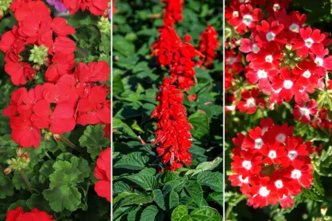 Trzy rodzaje czerwonych kwiatów doniczkowych: pelargonie, szałwia i werbena.