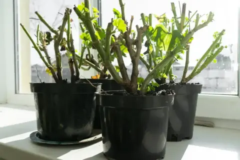 Pelargonie w doniczkach na parapecie, z młodymi pędami. Czy pelargonia jest wieloletnia? Tak, przy odpowiedniej pielęgnacji.