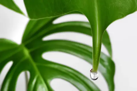Kiedy monstera płacze, kropla wody spływa z jej liścia, odbijając światło.
