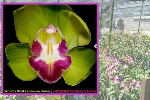 Wyjątkowa orchidea Shenzhen Nongke, znana jako najdroższy kwiat świata, kwitnie w szklarni.