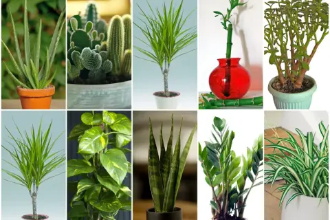 Kolekcja kwiatów doniczkowych: aloes, kaktusy, dracena, bambus szczęścia, grubosz, epipremnum, sansewieria, zamiokulkas, zielistka. Liście w kształcie serduszek i długie, zielone pędy.