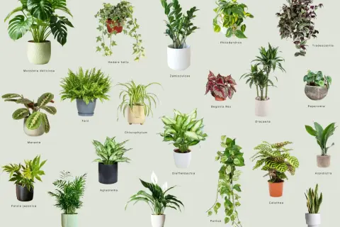 Kolekcja kwiatów doniczkowych cieniolubnych wiszących i stojących: Monstera, Tradescantia, Pothos i inne.
