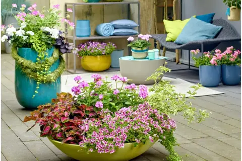 Kolorowe kompozycje z pelargonii w donicach, pokazujące, czym łączyć pelargonie, by stworzyć efektowne aranżacje na tarasie.