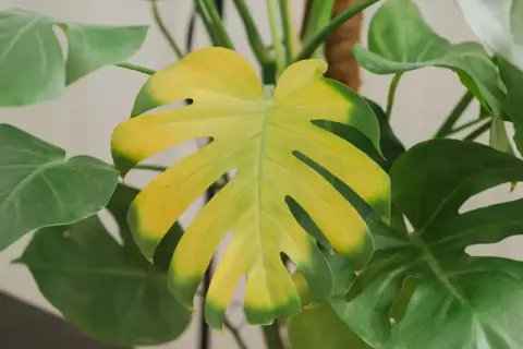 Monstera żółknie – liść traci zieleń, stając się żółty. Zastanawiasz się dlaczego monstera żółknie?