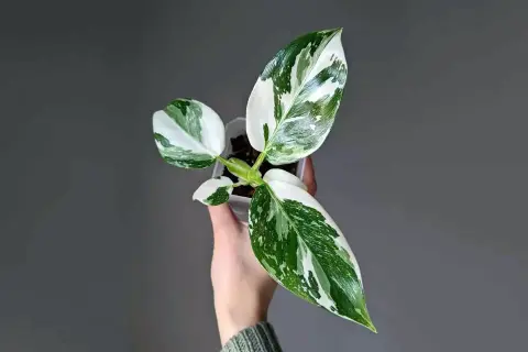 Młoda roślina philodendron white princess w przezroczystej doniczce, trzymana w dłoni. Liście o unikalnym, marmurkowym wzorze bieli i zieleni.