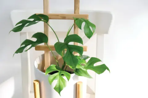 Monstera deliciosa w białej donicy, podparta drewnianym stelażem. Liście z charakterystycznymi otworami, jak podeprzeć roślinę, by pięknie rosła.