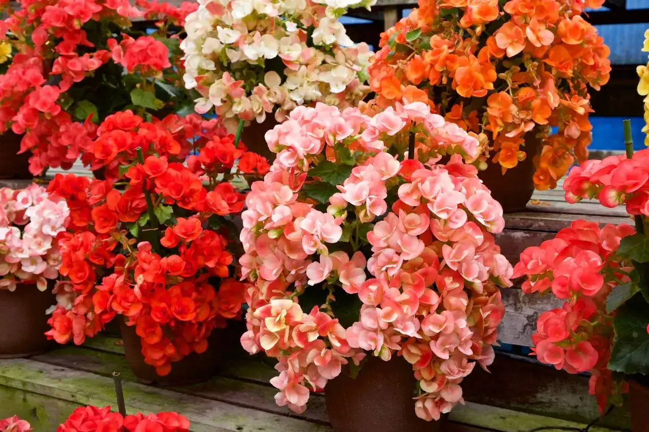 Begonia bulwiasta na balkonie - sadzenie, pielęgnacja i zimowanie